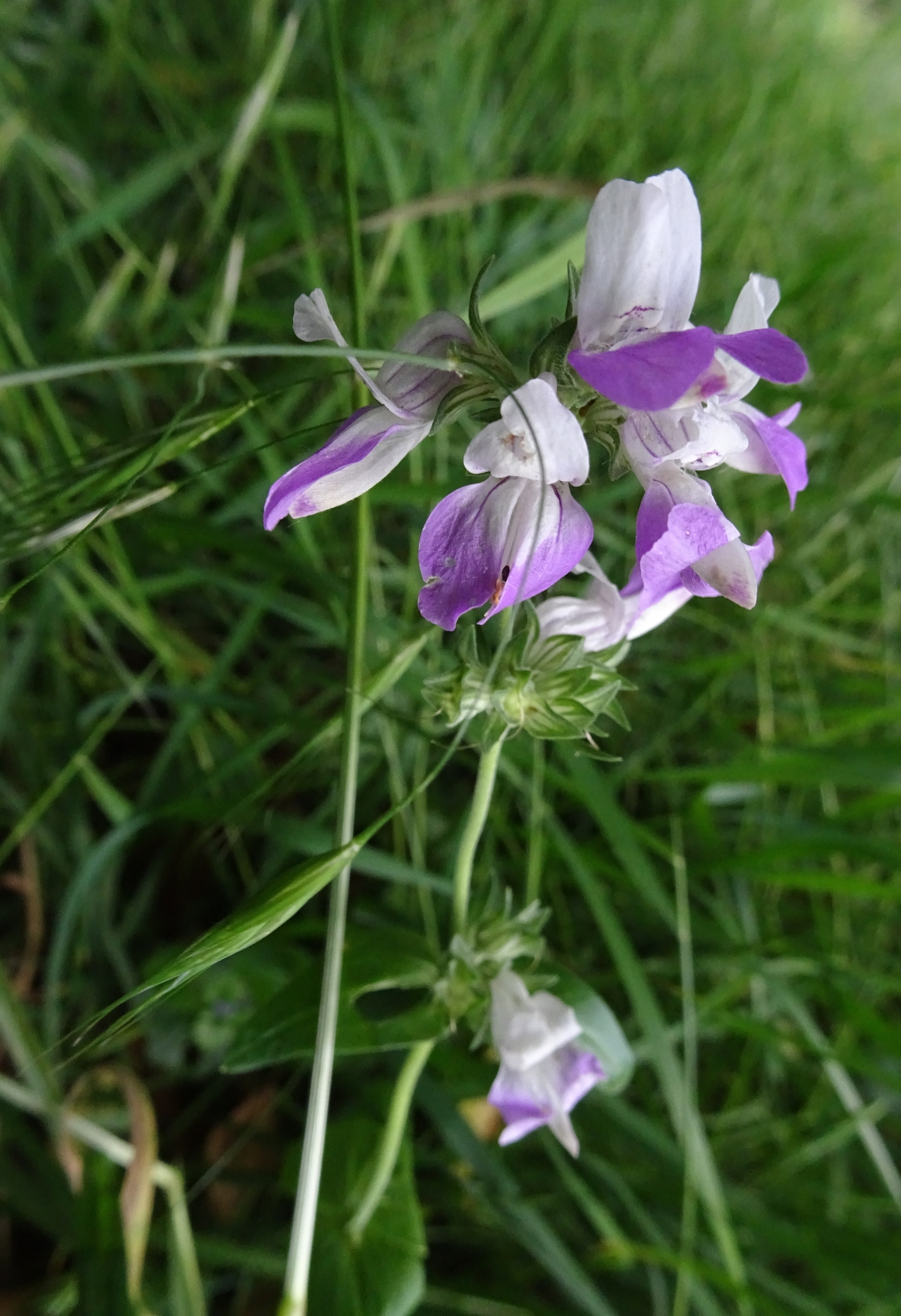 kent iemand deze plant ?